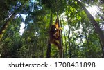 Photo Of A Wild Orangutan In...