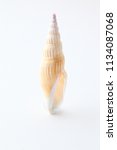 set of sea shell isolated  | Shutterstock . vector #1134087068