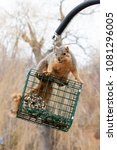An Eastern Fox Squirrel In The...