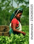 Small photo of GOLAGHAT, ASSAM, INDIA – APRIL 18, 2007 : Portrait of woman tea piker of Assam tea garden in lowland of Brahmaputra river valley.