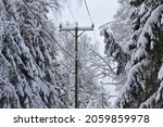 Heavy snow tilts trees near power line