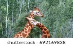 2 Giraffes Playing Necks