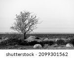 Old isolated tree with soem Fielfare birds in it on the island of Öland in Sweden. Black and white image to enhance the detail without the distraction of color. Serene lanscape shot.
