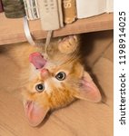 Small photo of Playful ginger kitten with pink tongue. Domestic cat 8 weeks old. Felis silvestris catus. Small tabby kitty lying on back under bookcase. Tiny roguish pet playing with a bound bookmarks. Eye contact.