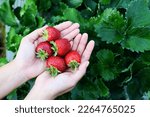 Small photo of strawberry plant farm, fresh ripe strawberry field for harvest strawberries picking on hand in the garden fruit collected strawberry in summer