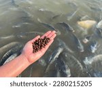 Small photo of Feed the fish, close up brown pellets feeds for fish in hand, feed fish from feeding food on water surface ponds on water surface ponds, fish farm