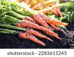 Small photo of carrot on ground , fresh carrots growing in carrot field vegetable grows in the garden in the soil organic farm harvest agricultural product nature