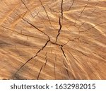 Small photo of Crack of a tree trunk or stump from cross section view which shows the features in succession from the outside to the center