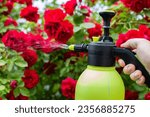 Small photo of Spraying flowers of red roses with a solution of copper sulfate from pests and diseases, close-up.