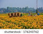 Small photo of Suhkothai - February 1 : Unidentified workers are picking marigold flowers for sell to flower marget in Bangkok on February 1,2014 in Sukhothai Thailand