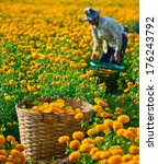 Small photo of Suhkothai - February 1 : Unidentified worker is picking marigold flowers for sell to flower marget in Bangkok on February 1,2014 in Sukhothai Thailand