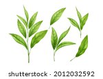 set of realistic green tea... | Shutterstock .eps vector #2012032592