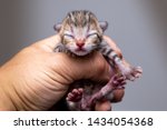 Small photo of Close up of a tiny new born kitten held in a large human hand, squeaking and meowing. It has a colorful face, very adorable.