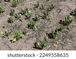 Small photo of Field that is too dry with puny sugar beet plants. A result of climate change.