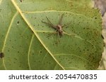 Small photo of Lycosidae on the leaf in the autumn forest