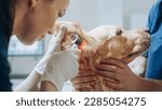 Small photo of Young Female Veterinarian Examining the Ear of a Pet Golden Retriever with an Otoscope with a Flashlight. Dog Owner Brings His Furry Friend to a Modern Veterinary Clinic for a Check Up Visit