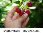raspberries in hand. male hand picks berries of ripe red raspberries on a background of green raspberries. Close-up. Healthy food and vegetarianism