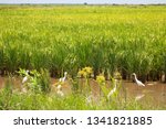 Small photo of group of little egret, Egretta garzetta, quibbling and fishing in shallow pond between the rice fields
