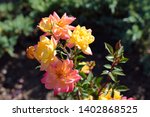 Small photo of Multifarious colored rose in rays of the sun. Beautiful roses "Baby Masquerade" (Tanba, Tanbakede, Baby Carnival, Baby Carnaval) and rose buds in the garden.