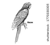 macaw. tropical exotic bird.... | Shutterstock .eps vector #1770330305