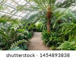 Tropical Greenhouse Glasshouse...
