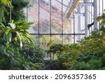 Small photo of Deciduous plants growing in greenhouse covered with green foliage during autumn season outdoors. Exotic trees and bushes inside old orangery. Winter garden interior with potted flowers. Botany concept