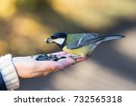 The Titmouse Sits On The Hand   ...