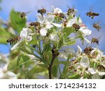 Honey Bees Pollinating White...
