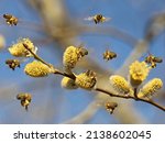 honey bees colleting pollen on blooming yellow catkins on pussy willow, close up pollination by Apis mellifera in spring