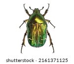Green Beetle Or Rose Chafer ...