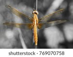 Dragonfly Sits On A Stick Branch