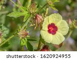Small photo of Hibiscus hispidissimus ; Showing blooming yellow flower, dark red center. There are bobbin shape pods, side by side. Stems, petioles and pedicels armed with recurved prickles.