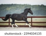 Small photo of baroque pinto stallion galloping the paddock. young and happy. black and white