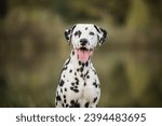 Healthy and young dalmatian...