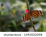 Orange And Black Butterfly At...