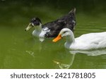 Small photo of Different feathers, same flock: A duo of ducks glides in peaceful coexistence.