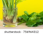 Small photo of regrowing celery from stalk, use the stem ends of celery, pre-soak stalk in the water and planting into the soil