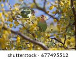 Fishers lovebirds (Agapornis fischeri) feeding in a flowering tree, Namibia