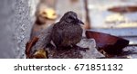 small wet bird | Shutterstock . vector #671851132