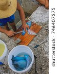 A fisherman is cutting fresh Parrot fish with a knife on wooden cutting board in a fisherman village. Cherokee Sound, Marsh Harbour, Abaco, The Bahamas.
