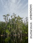 Swamp and Marsh Trees in Okefenokee National Wildlife Refuge image