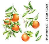 oranges on a branch set.... | Shutterstock . vector #1523542205