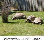 Old Giant Turtles Family With...