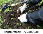 hands planting hedge