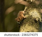 Small photo of Cute hazel dormouse in depth of the forest