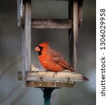 Vibrant Male Red Cardinal...