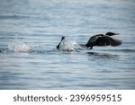 Small photo of The pelagic cormorant (Phalacrocorax pelagicus), also known as Baird's cormorant, takes off from the water.
