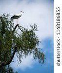 Small photo of White Stork on a tree