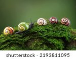 Small photo of Cuban snail (Polymita picta) world most beautiful land snails from Cuba , its known as "Painted Snails", rare, endangered and protected. Colorful snails, selective focus, copy space