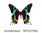 Butterfly : Madagascan Sunset Moth (Chrysiridia rhipheus) ,World